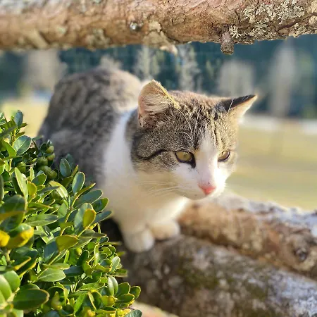 Bio-bauernhof Grundlehnerhof Landhaus