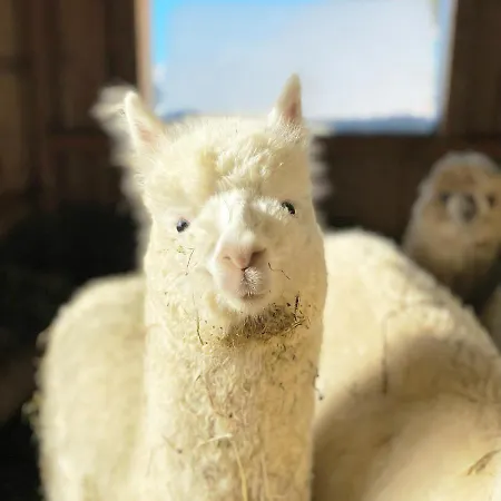 Bio-bauernhof Grundlehnerhof Landhaus Ramsau am Dachstein