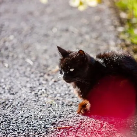 Bio-bauernhof Grundlehnerhof Landhaus *
