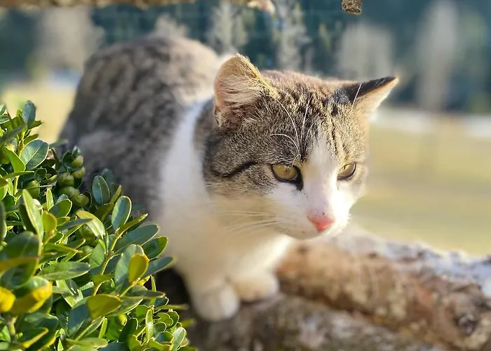 格朗德奈霍夫生物旅馆 乡村民宿