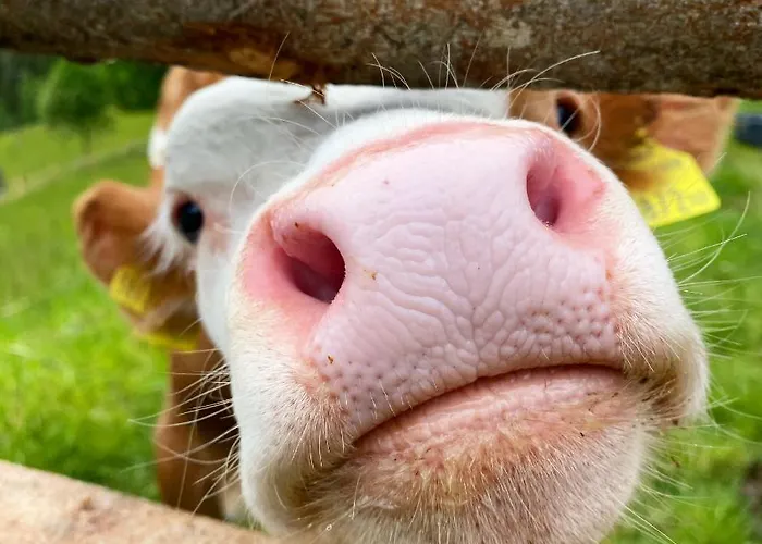 格朗德奈霍夫生物旅馆