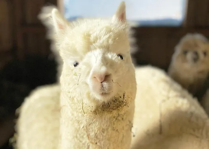 格朗德奈霍夫生物旅馆 乡村民宿 拉姆绍达赫斯坦