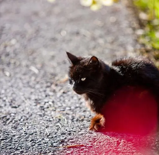 格朗德奈霍夫生物旅馆 乡村民宿 *